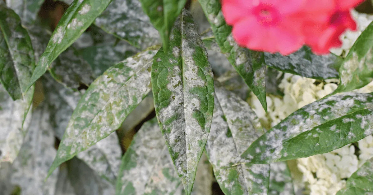 15+ Common Tree Diseases & How To Treat Them