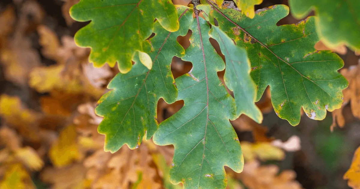 15+ Common Tree Diseases & How To Treat Them