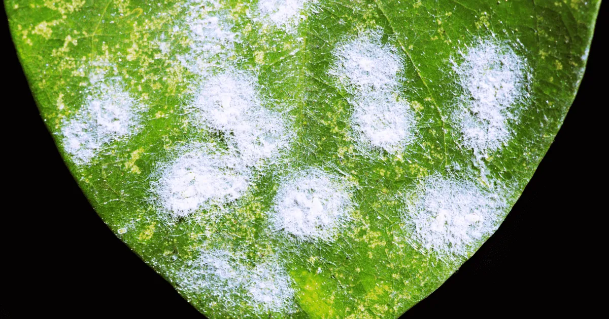 15+ Common Tree Diseases & How To Treat Them