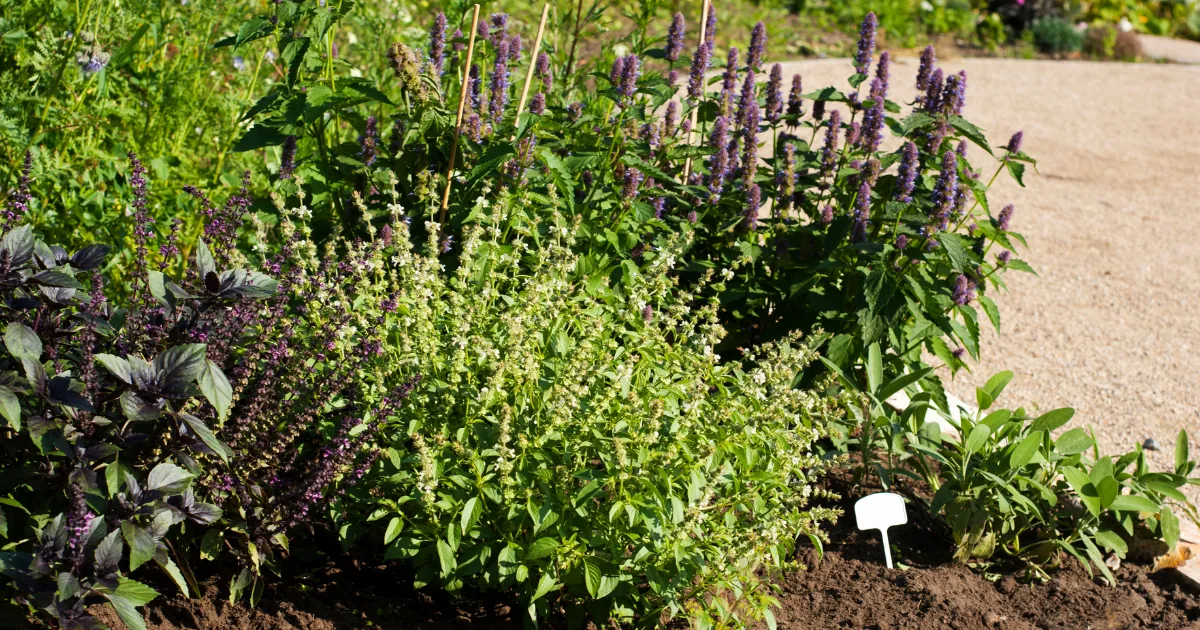 15+ Simple & Beautiful Garden Pathway Ideas