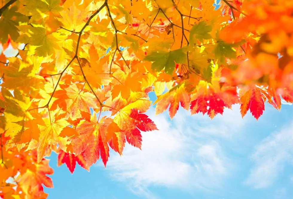 19 Fall 2023 Backyard Landscaping Ideas