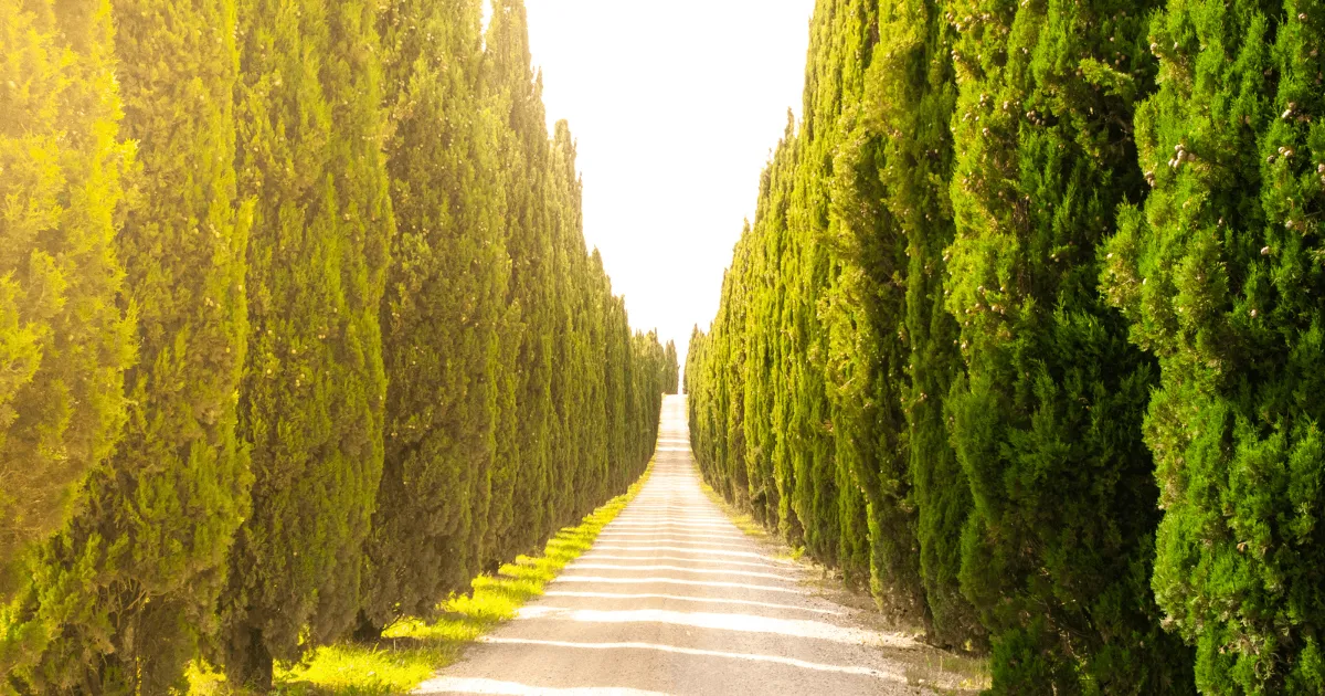 20+ Best Fast-Growing Trees for Privacy