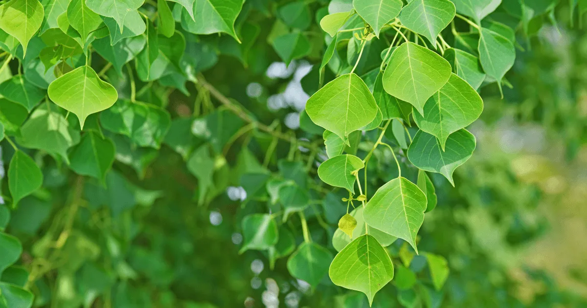 20+ Best Fast-Growing Trees for Privacy