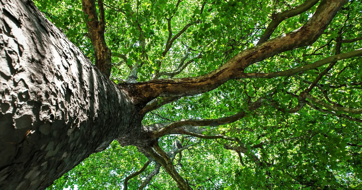 20+ Best Fast-Growing Trees for Privacy