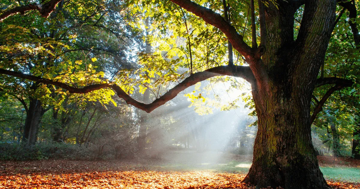 23+ Types of Oak Trees By Leaf: Oak Identification