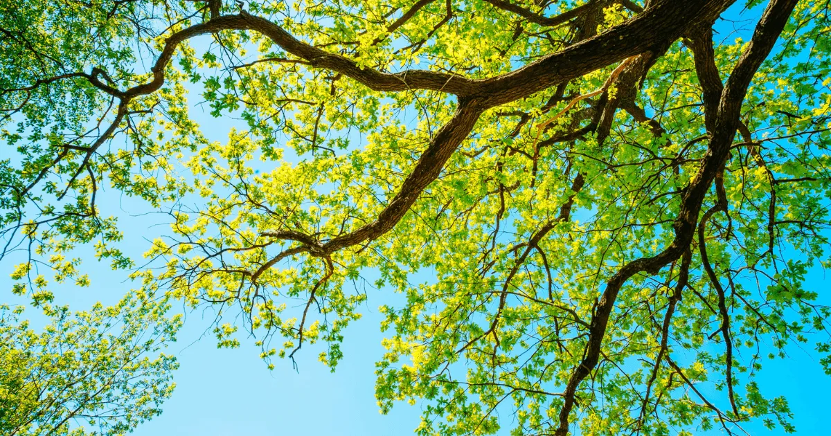 23+ Types of Oak Trees By Leaf: Oak Identification
