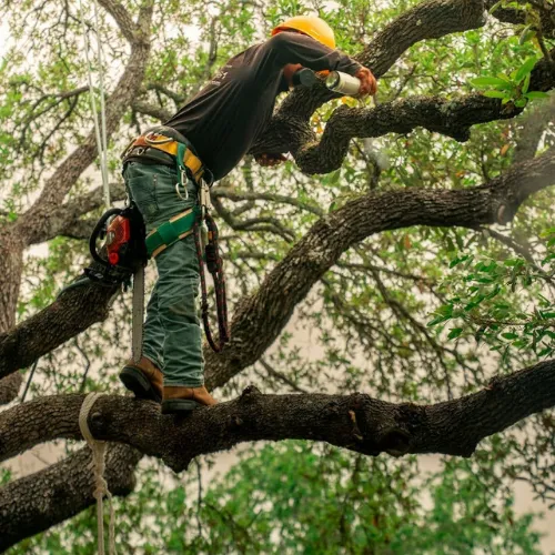 5 Reasons to Trim Your Trees This Fall in Buford & Surrounding Areas
