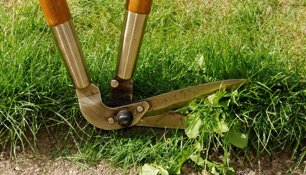 5 Tips To Edge Your Lawn Like A Pro
