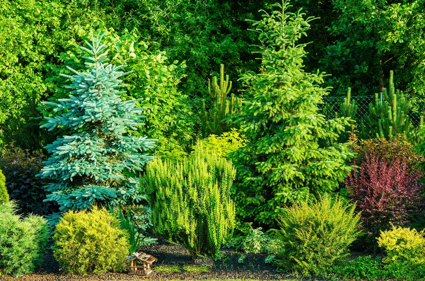 6 Essential Tree Maintenance Tips You Should Know