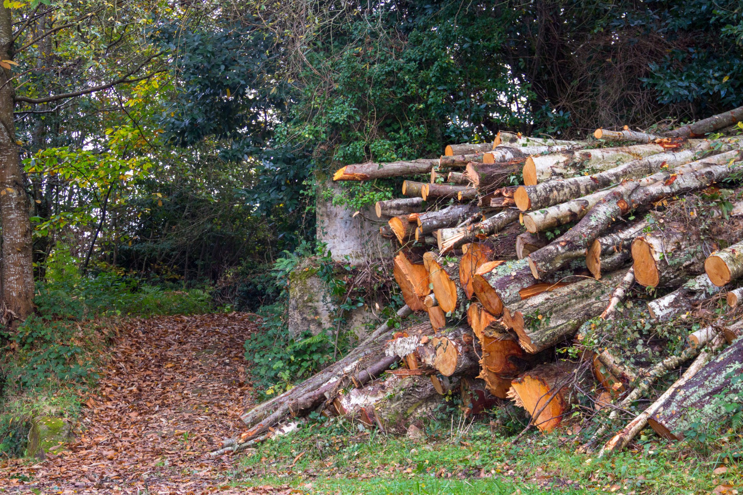 Deadwood Removal