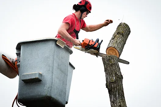 Emergency Tree Service