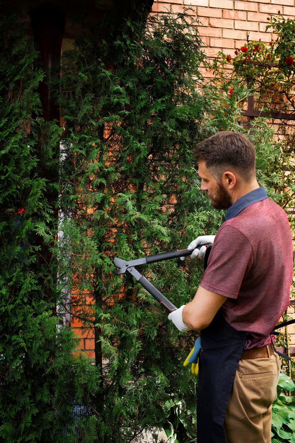 Tree needing trimming