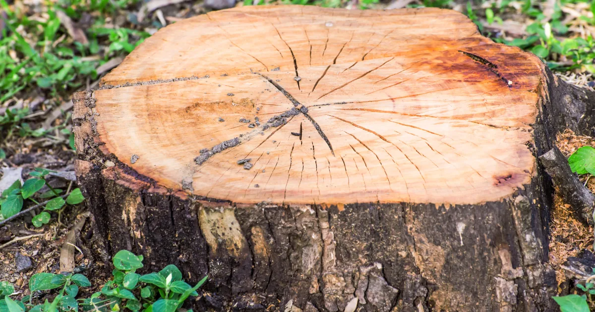 How To Grind a Tree Stump: 9 Steps