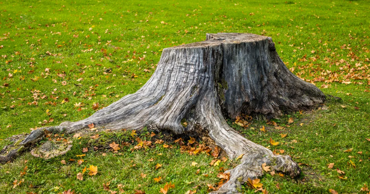 How To Remove a Tree Stump: 10 Best Practices