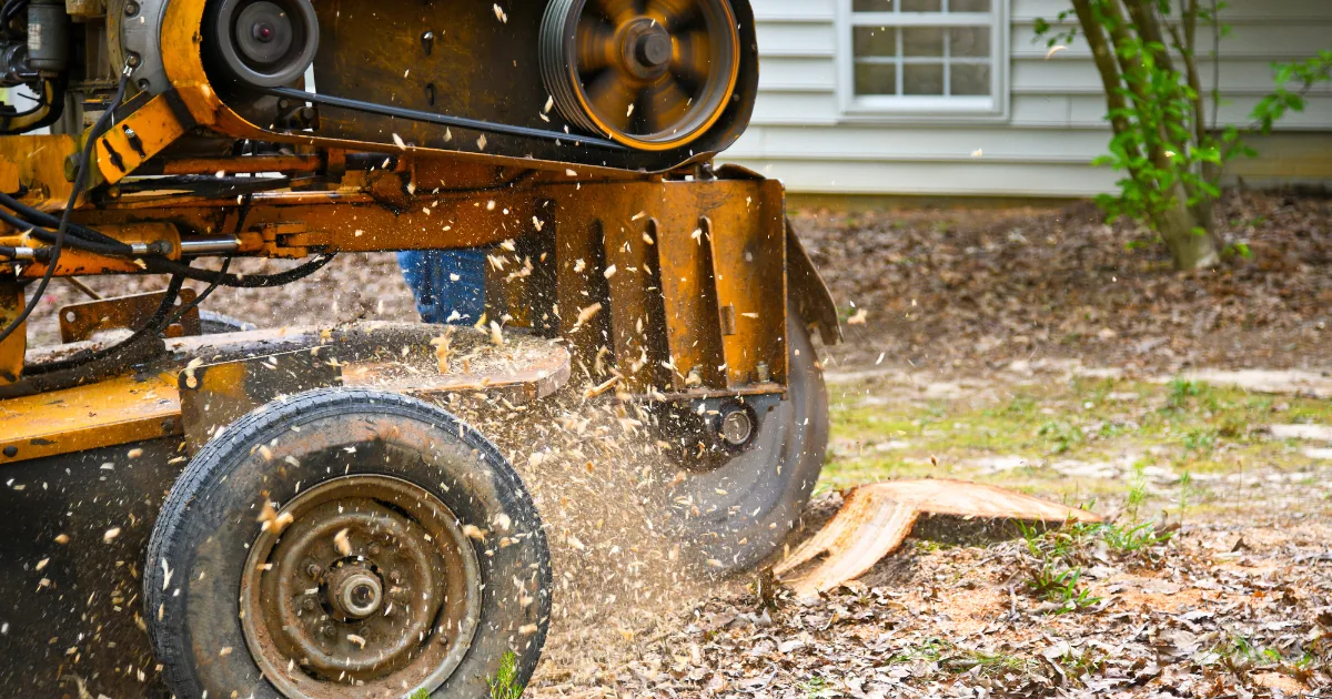 How To Remove a Tree Stump: 10 Best Practices
