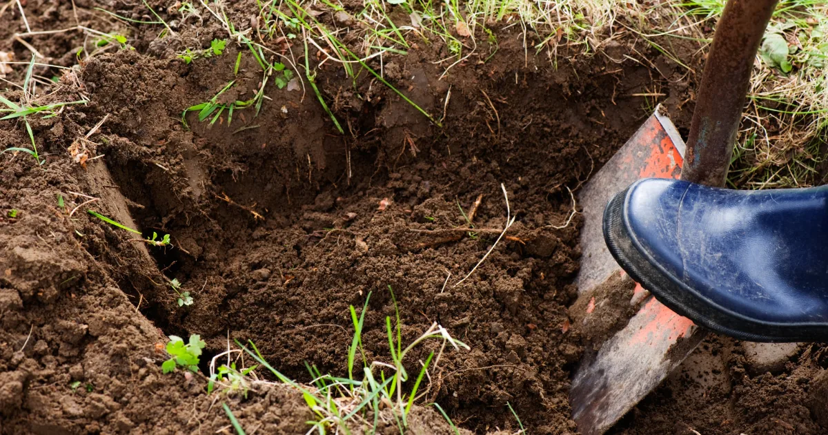 How To Remove a Tree Stump: 10 Best Practices