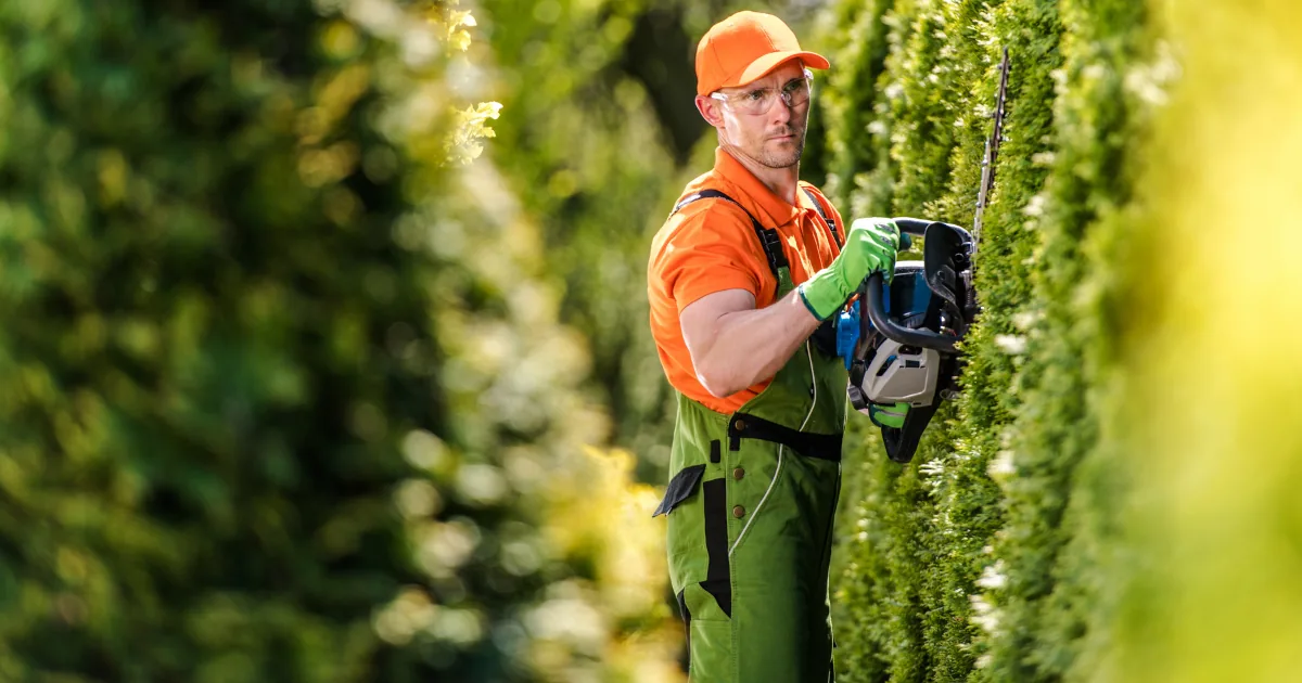 How To Trim Your Hedges Perfectly: 10+ Easy Tips
