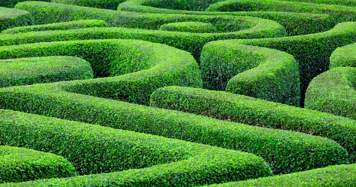 How To Trim Your Hedges Perfectly: 10+ Easy Tips