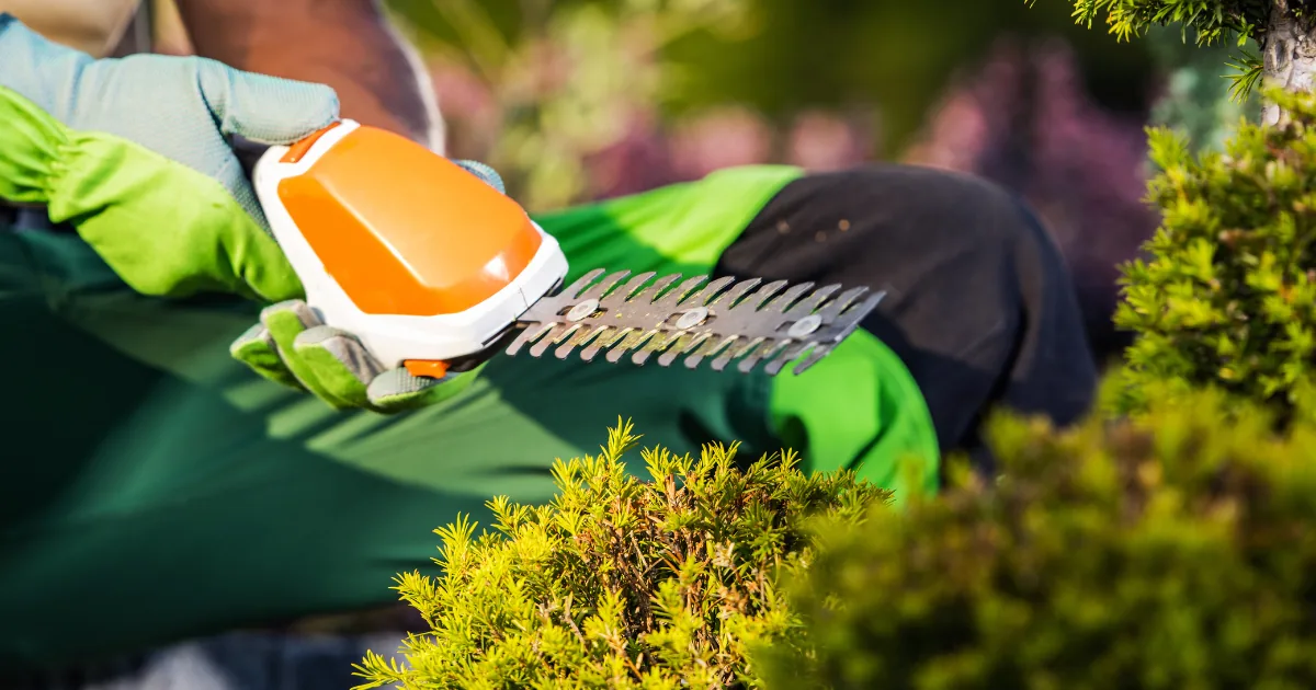 How To Trim Your Hedges Perfectly: 10+ Easy Tips