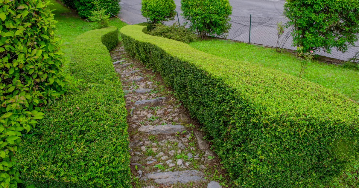 How To Trim Your Hedges Perfectly: 10+ Easy Tips