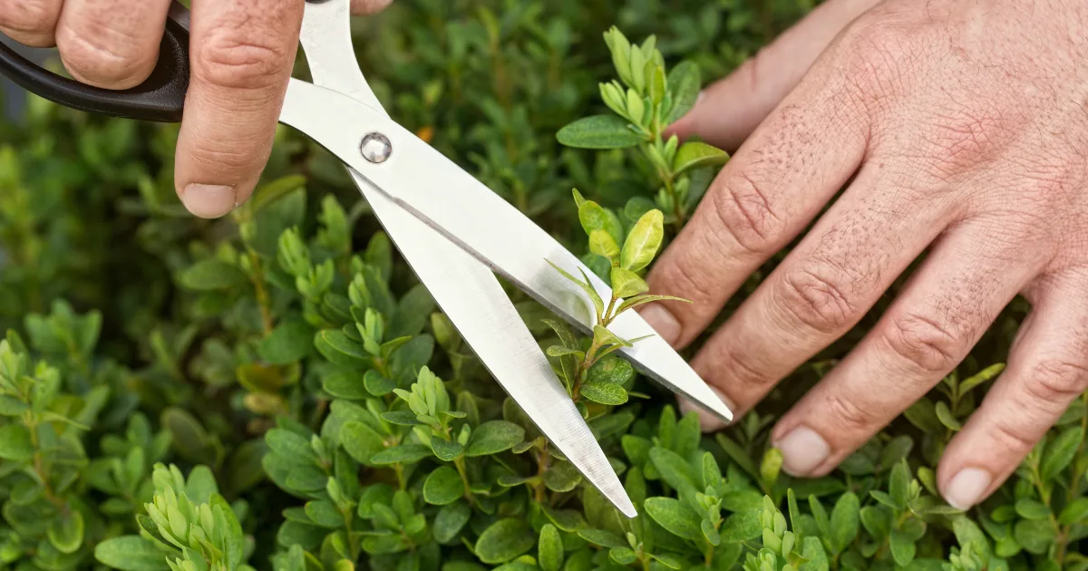 How To Trim Your Hedges Perfectly: 10+ Easy Tips