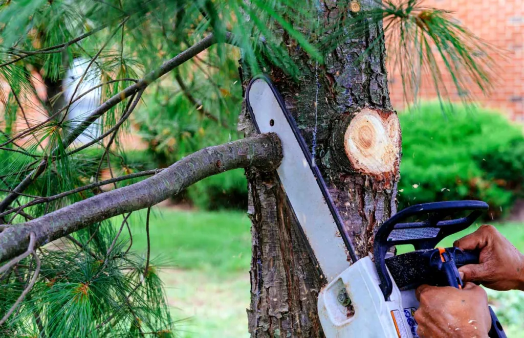 How To Trim a Pine Tree: 5 Easy Tips