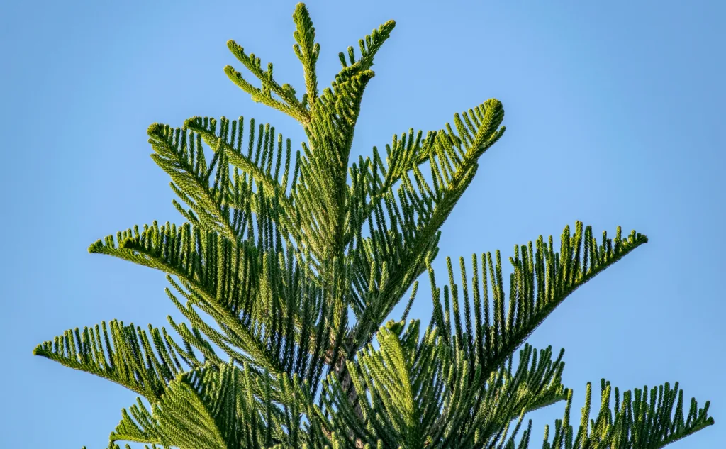 How To Trim a Pine Tree: 5 Easy Tips