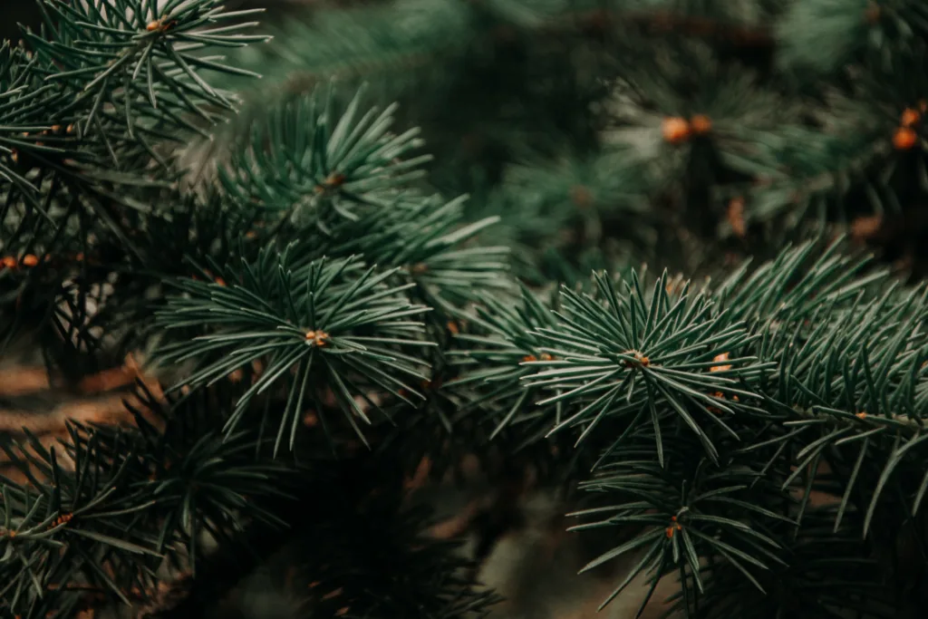 How To Trim a Pine Tree: 5 Easy Tips