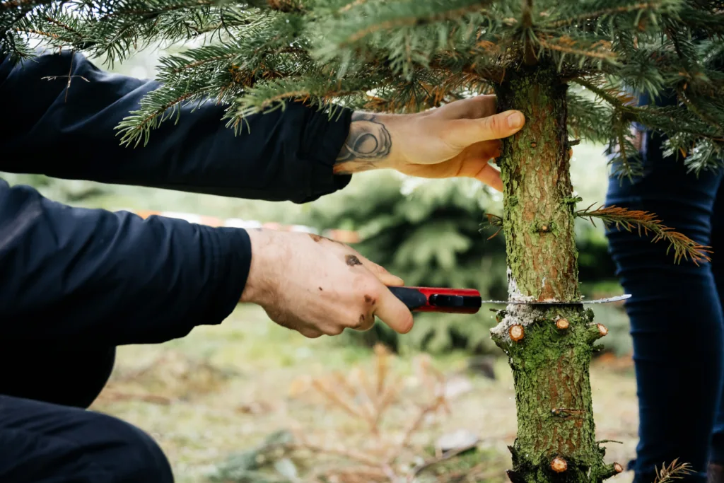 How To Trim a Pine Tree: 5 Easy Tips