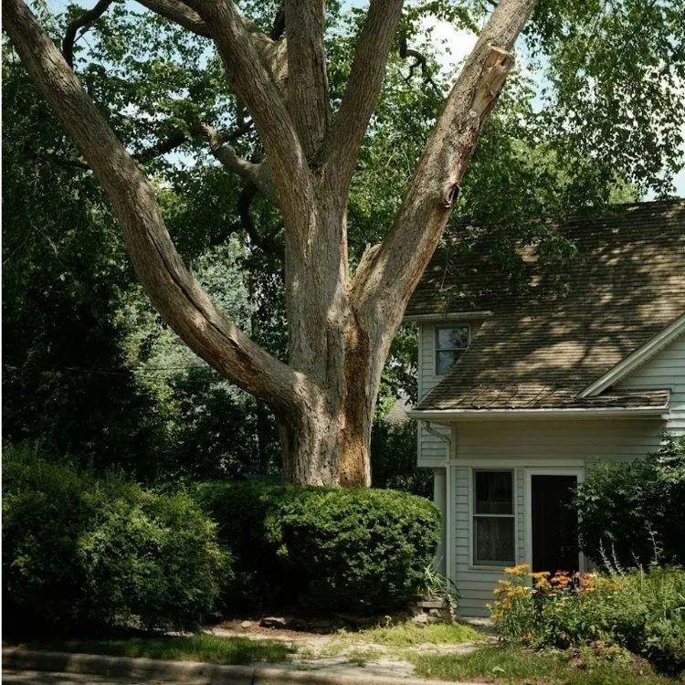 How to Spot a Dangerous Tree Before It Falls