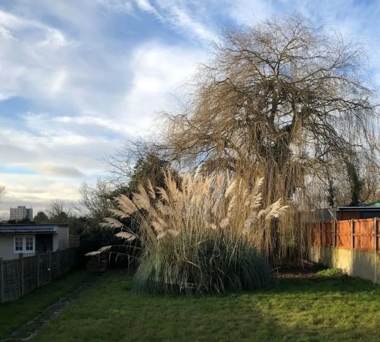 How to Spot a Dangerous Tree Before It Falls