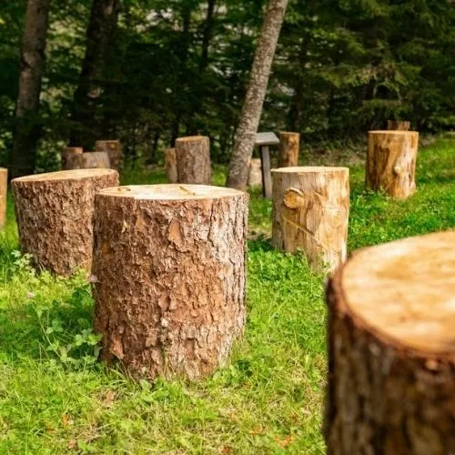 Stump Grinding vs. Stump Removal: Which is Right for You?