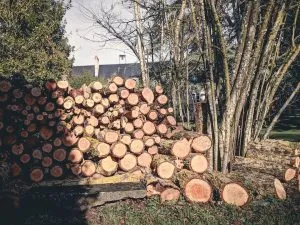 The Hidden Costs of Ignoring Tree Maintenance