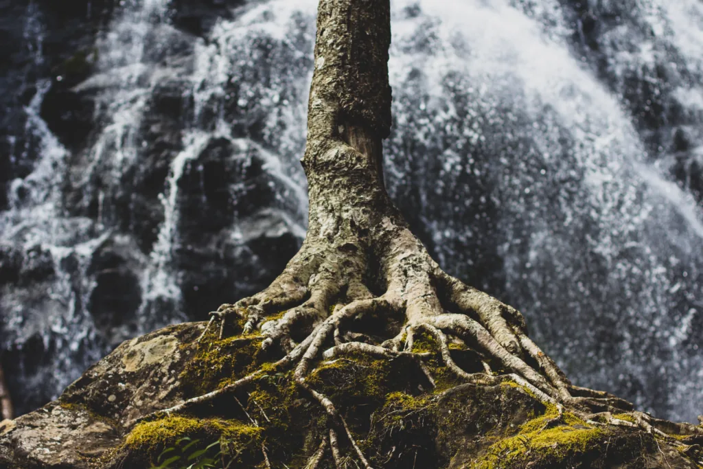 Tree Root Removal: A Comprehensive Guide