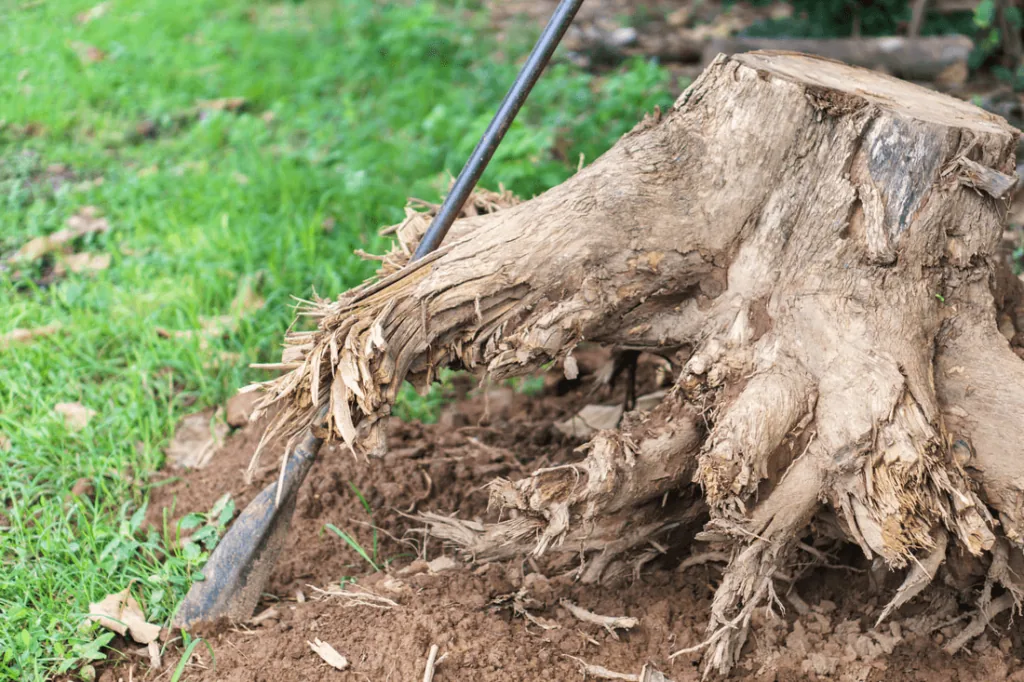 Tree Root Removal: A Comprehensive Guide