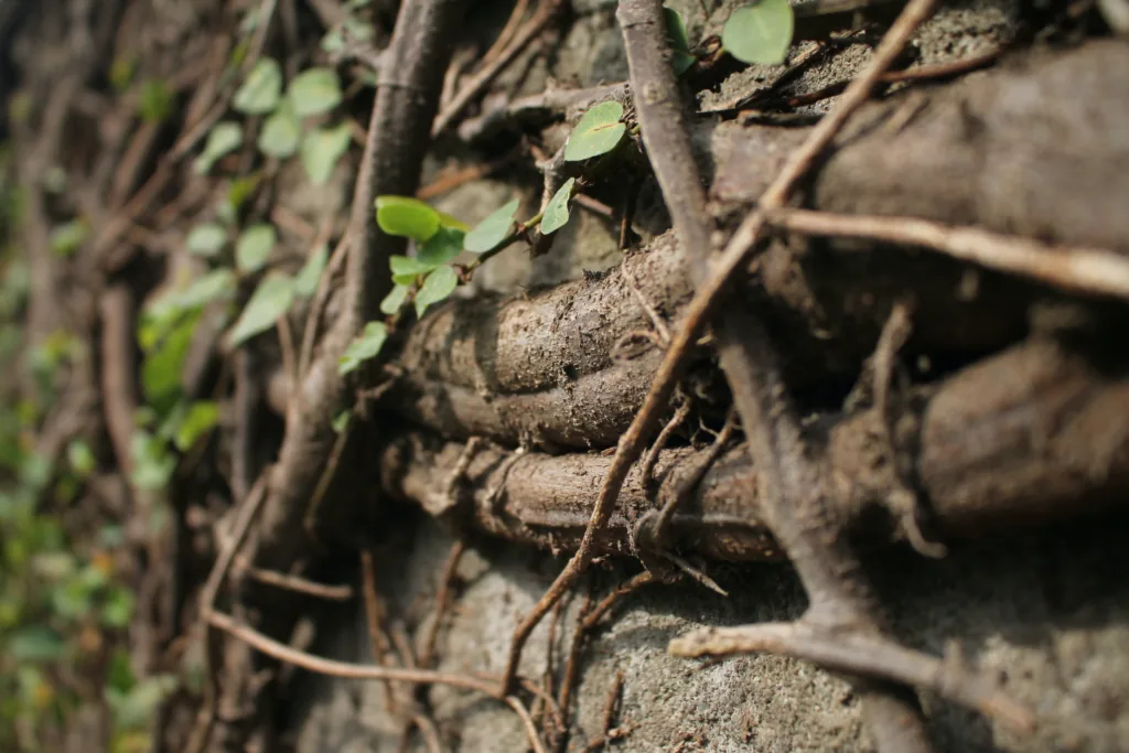 Tree Root Removal: A Comprehensive Guide