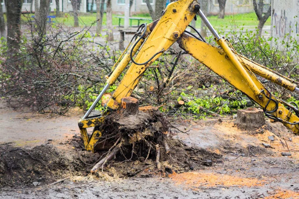 Tree Root Removal: A Comprehensive Guide