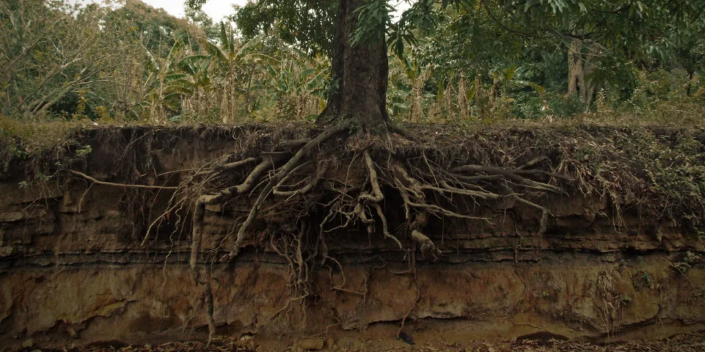 Tree Root Removal: A Comprehensive Guide