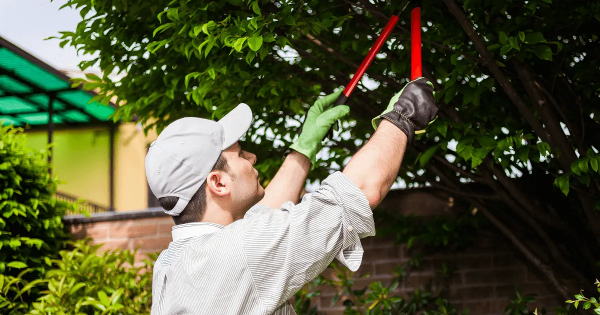 What Is Tree Pruning? 10 Essential Tips