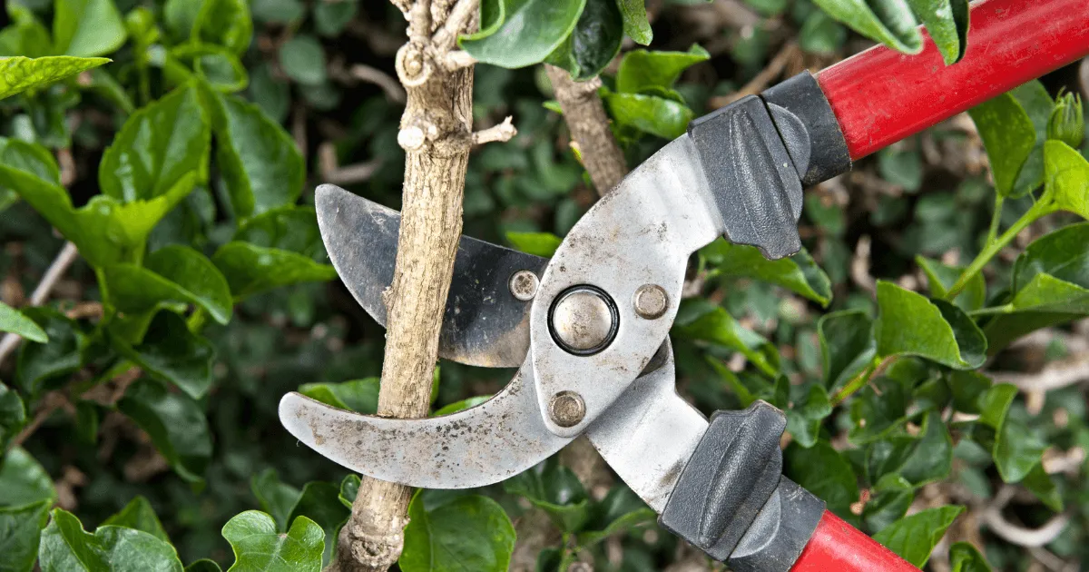 What Is Tree Pruning? 10 Essential Tips
