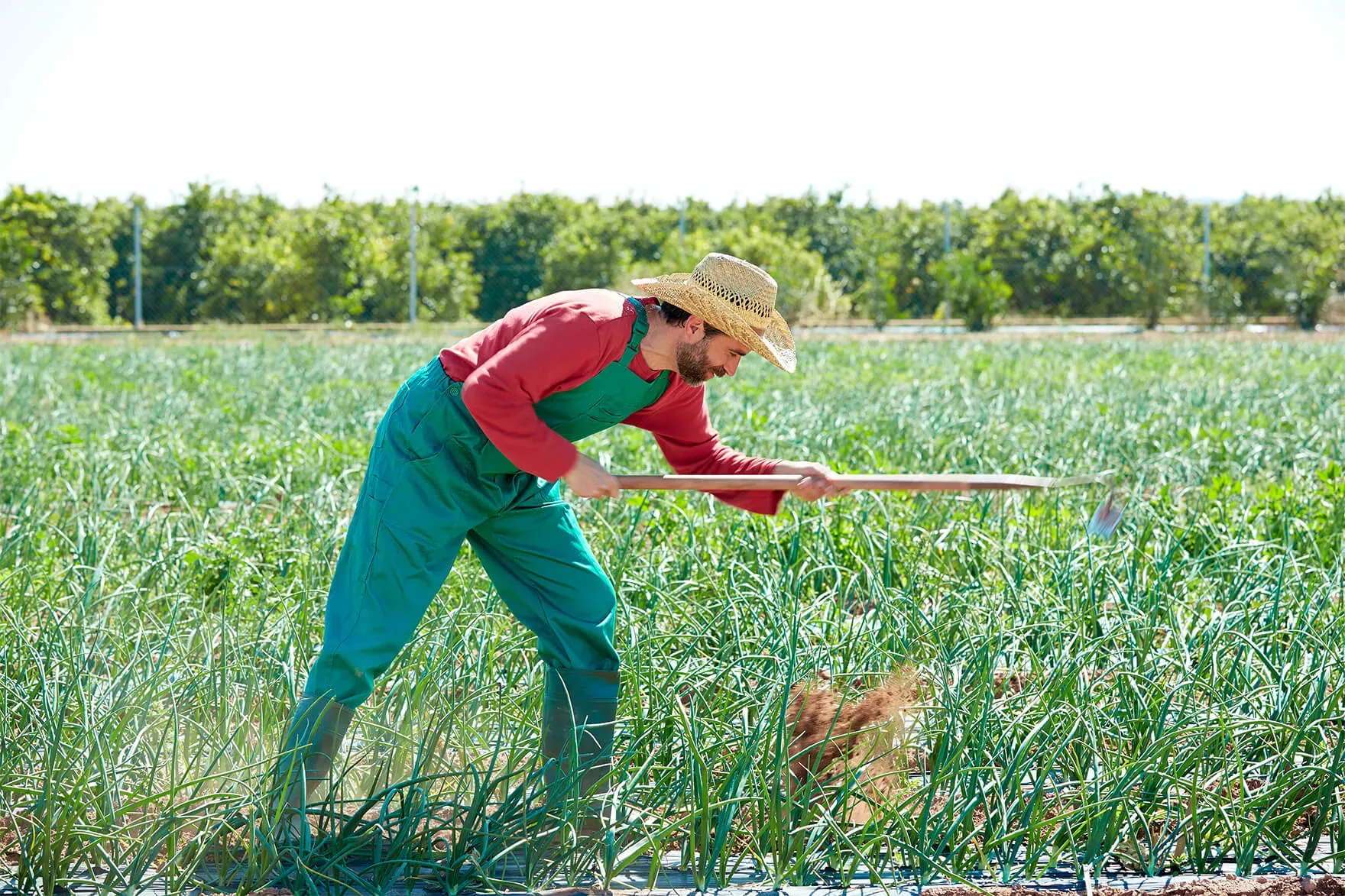 What Is Weeding & Why Is It Important?