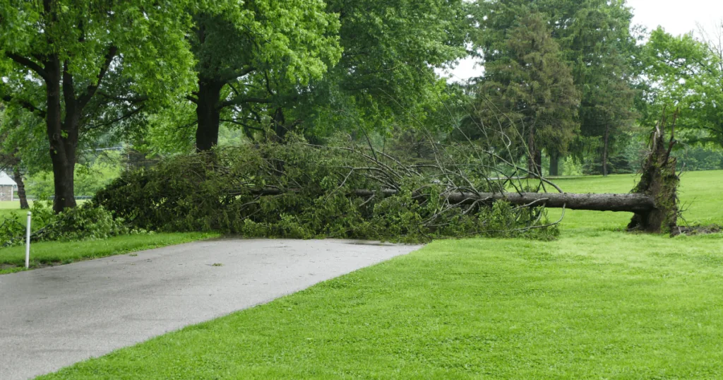 What To Do When A Tree Falls In Your Yard