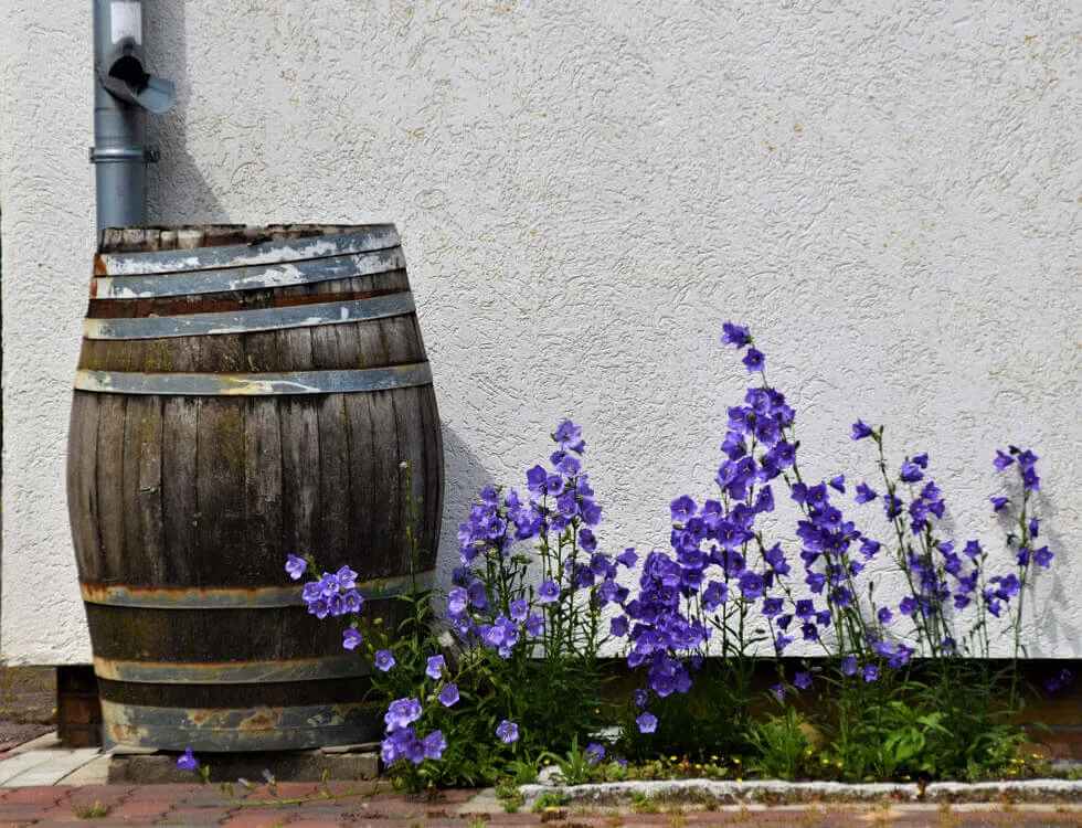 What is Landscaping: The Ultimate Beginners Guide