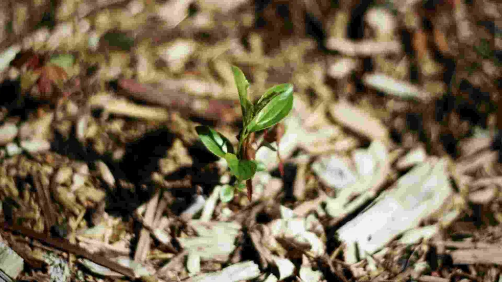 What is Mulch & What is it Used For?