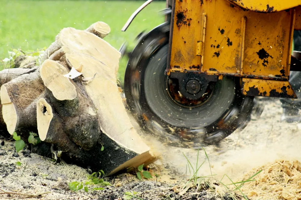 What is stump grinding?
