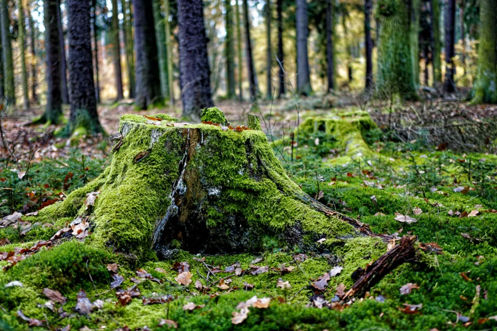 What is stump grinding?
