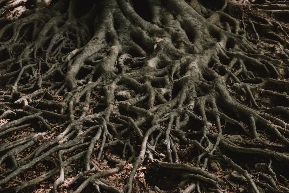 When’s The Best Time To Plant a Tree?