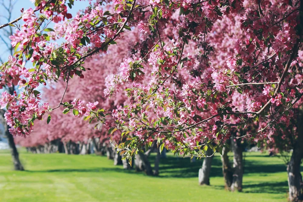 When’s The Best Time To Plant a Tree?
