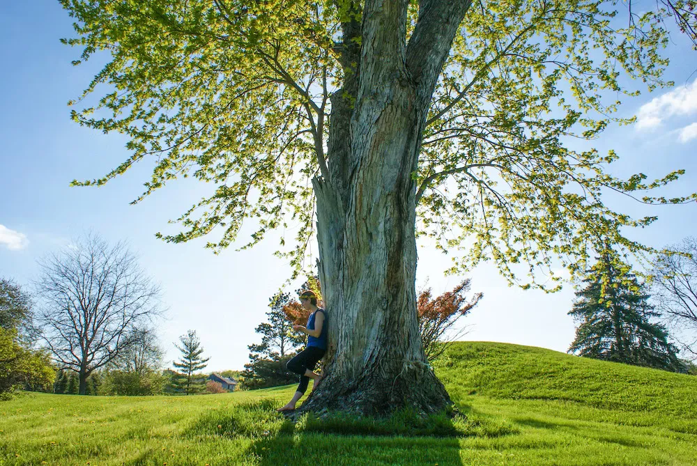 When’s The Best Time To Plant a Tree?