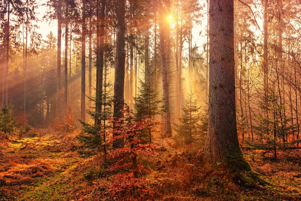 When’s The Best Time To Plant a Tree?